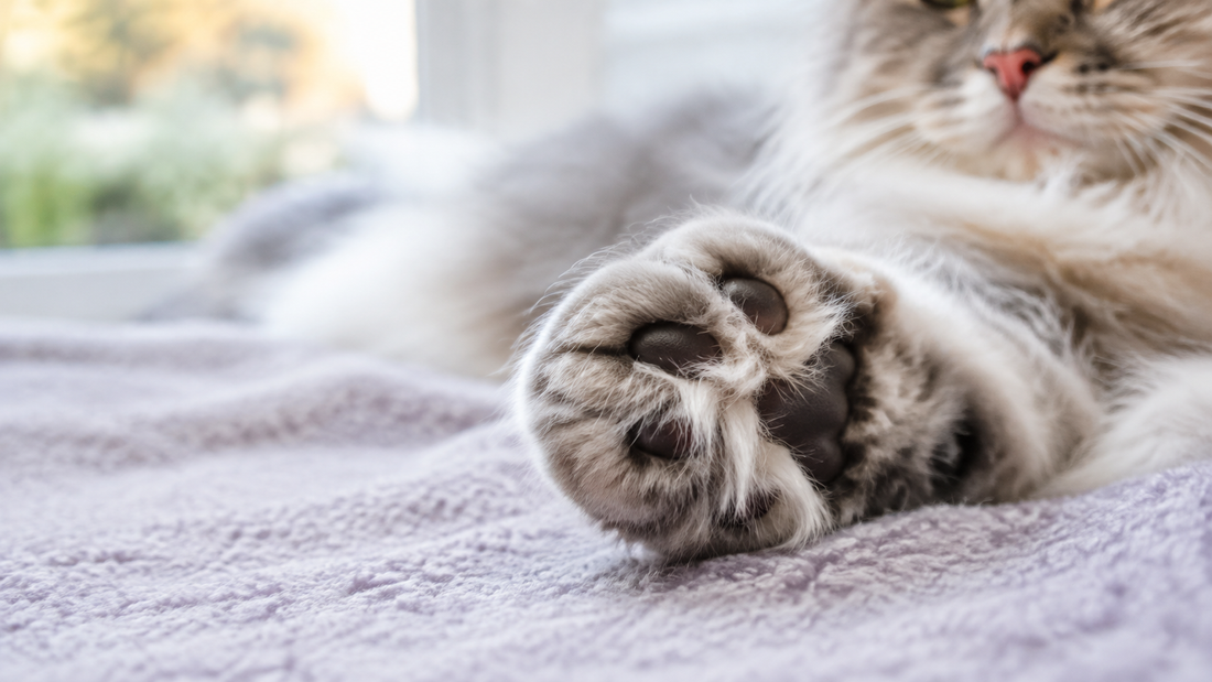 Cat paw showing fluffy toe tufts between the pads